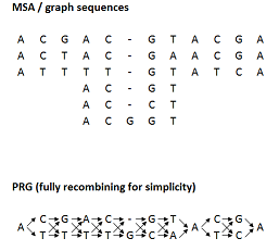 A multiple sequence alignment and the corresponding fully recombining PRG.